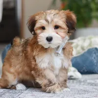 Tyson, a male Morkie for sale in Baltic, OH – Photo 1 of 6