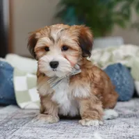 Tyson, a male Morkie for sale in Baltic, OH – Photo 2 of 6