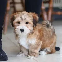 Tyson, a male Morkie for sale in Baltic, OH – Photo 6 of 6
