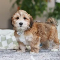 Tyson, a male Morkie for sale in Baltic, OH – Photo 4 of 6