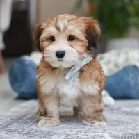 Tyson, a male Morkie for sale in Baltic, OH – Photo 3 of 6