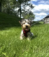 Marcus, a female Morkie for sale in Baltic, OH – 2 of 9