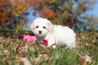 Colby, a male Maltese for sale in Baltic, OH – 7 of 10