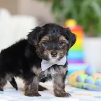 Leroy, a male Morkie for sale in Baltic, OH – Photo 4 of 7