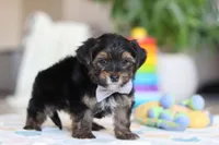 Leroy, a male Morkie for sale in Baltic, OH – Photo 4 of 7