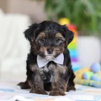 Leroy, a male Morkie for sale in Baltic, OH – Photo 1 of 7