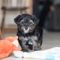 Leroy, a male Morkie for sale in Baltic, OH – Photo 6 of 7