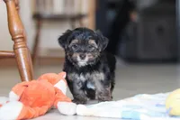 Leroy, a male Morkie for sale in Baltic, OH – Photo 6 of 7