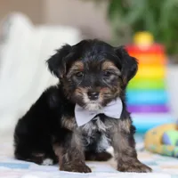 Leroy, a male Morkie for sale in Baltic, OH – Photo 3 of 7