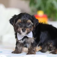Leroy, a male Morkie for sale in Baltic, OH – Photo 7 of 7