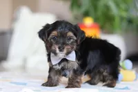 Leroy, a male Morkie for sale in Baltic, OH – Photo 7 of 7