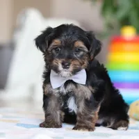 Leroy, a male Morkie for sale in Baltic, OH – Photo 2 of 7