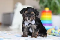 Leroy, a male Morkie for sale in Baltic, OH – Photo 2 of 7