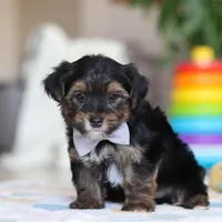 Leroy, a male Morkie for sale in Baltic, OH – Photo 5 of 7