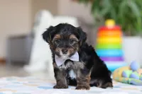 Leroy, a male Morkie for sale in Baltic, OH – Photo 5 of 7