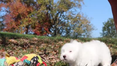 Ozzy, a male Maltese for sale in Baltic, OH – 9 of 9