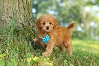 Conner, a male Maltipoo for sale in Baltic, OH – 5 of 10