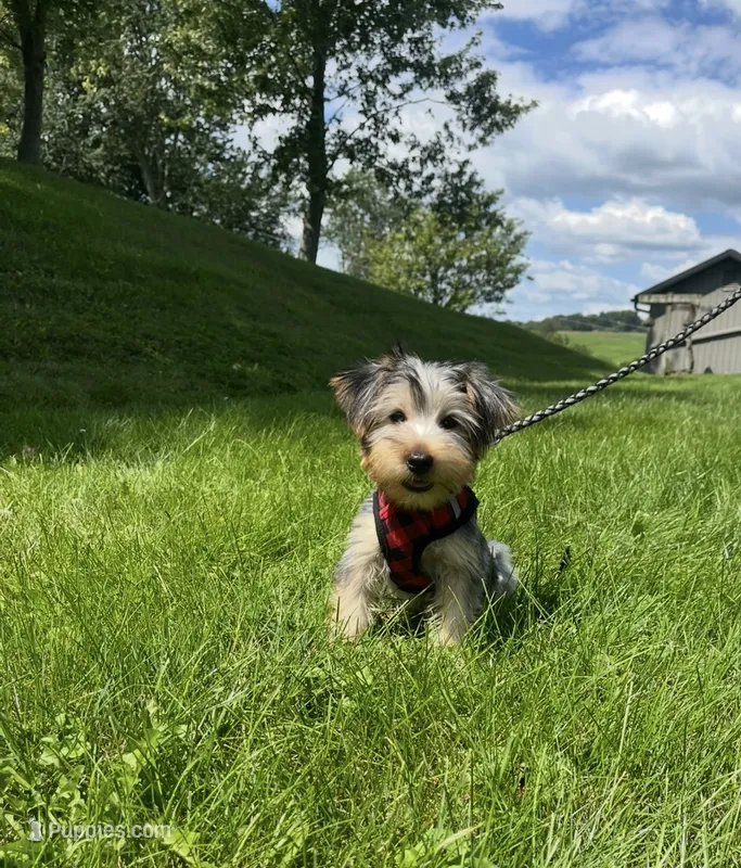 Marcus – Morkie puppy for sale in Baltic, OH