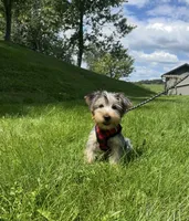 Marcus, a female Morkie for sale in Baltic, OH – 1 of 9
