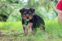 Bobby, a male Yorkshire Terrier for sale in Baltic, OH – 8 of 9