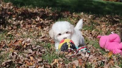 Colby, a male Maltese for sale in Baltic, OH – 10 of 10