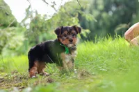 Bobby, a male Yorkshire Terrier for sale in Baltic, OH – 5 of 9