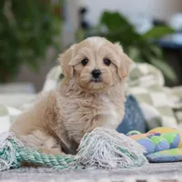 Waffles, a female Maltipoo for sale in Baltic, OH – Photo 9 of 10