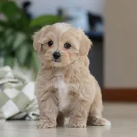 Waffles, a female Maltipoo for sale in Baltic, OH – Photo 2 of 10