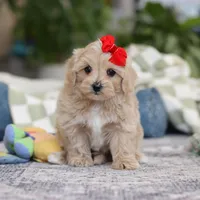Waffles, a female Maltipoo for sale in Baltic, OH – Photo 10 of 10