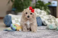 Waffles, a female Maltipoo for sale in Baltic, OH – Photo 10 of 10