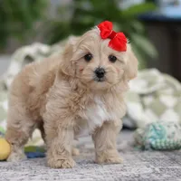 Waffles, a female Maltipoo for sale in Baltic, OH – Photo 8 of 10