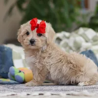 Waffles, a female Maltipoo for sale in Baltic, OH – Photo 4 of 10