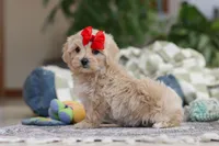 Waffles, a female Maltipoo for sale in Baltic, OH – Photo 4 of 10