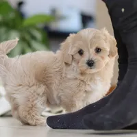 Waffles, a female Maltipoo for sale in Baltic, OH – Photo 6 of 10