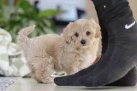 Waffles, a female Maltipoo for sale in Baltic, OH – Photo 6 of 10