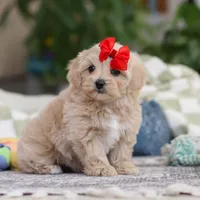 Waffles, a female Maltipoo for sale in Baltic, OH – Photo 5 of 10