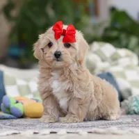 Waffles, a female Maltipoo for sale in Baltic, OH – Photo 7 of 10