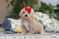 Waffles, a female Maltipoo for sale in Baltic, OH – Photo 7 of 10