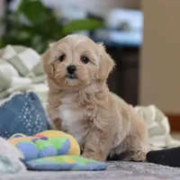 Waffles, a female Maltipoo for sale in Baltic, OH – Photo 3 of 10