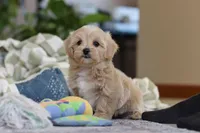 Waffles, a female Maltipoo for sale in Baltic, OH – Photo 3 of 10