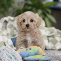 Waffles, a female Maltipoo for sale in Baltic, OH – Photo 1 of 10