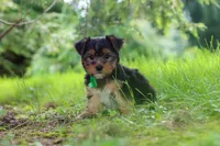 Bobby, a male Yorkshire Terrier for sale in Baltic, OH – 3 of 9