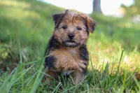 Nolen, a male Morkie for sale in Baltic, OH – Photo 8 of 10
