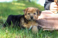 Nolen, a male Morkie for sale in Baltic, OH – Photo 9 of 10