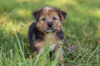 Nolen, a male Morkie for sale in Baltic, OH – Photo 5 of 10