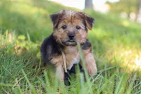 Nolen, a male Morkie for sale in Baltic, OH – Photo 3 of 10