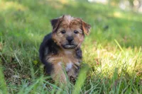Nolen, a male Morkie for sale in Baltic, OH – Photo 7 of 10
