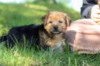 Nolen, a male Morkie for sale in Baltic, OH – Photo 6 of 10