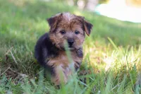 Nolen, a male Morkie for sale in Baltic, OH – Photo 2 of 10