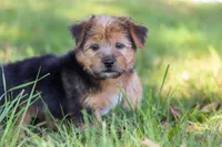Nolen, a male Morkie for sale in Baltic, OH – Photo 4 of 10